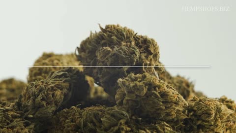 В HempShops.biz мы предлагаем эксклюзивный ассортимент продуктов из высококачественной конопли