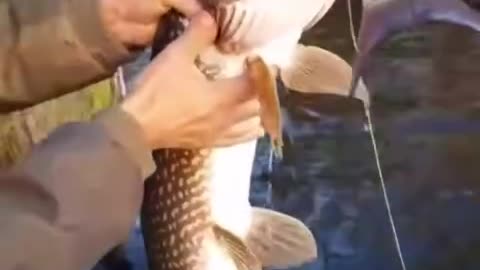 Fishing turned "two for one" catch ...