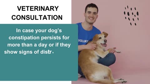 What Do I Do If My Dog is Constipated?