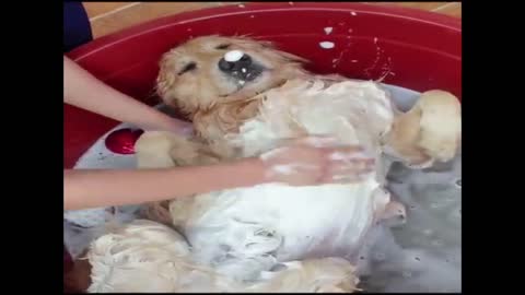 Cute puppy enjoying his bath