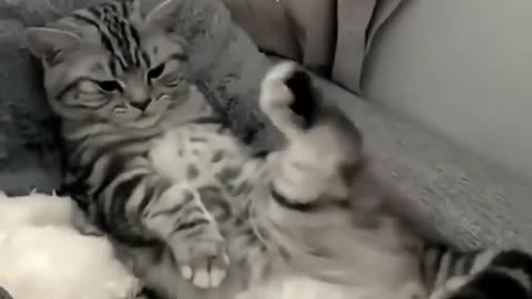 Funny cat video