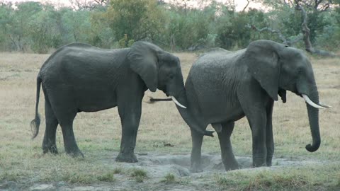 Elephants Playing