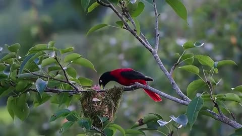 Adorable Mother Bird feeding baby bird