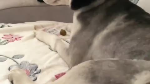 Sorry for the silly husky dog's daily life, it may not have a good temper