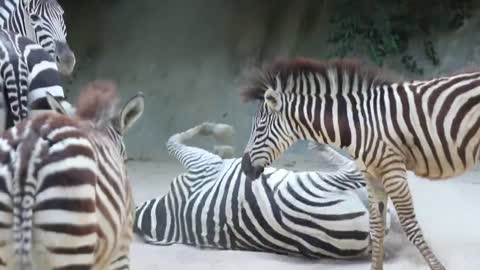 The excited zebra