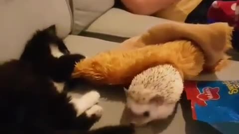 Kitten and hedgehog appear to get on surprisingly well