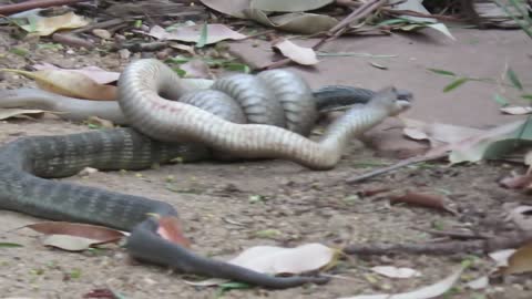 Fight Between Brown Snake and Tiger Snake