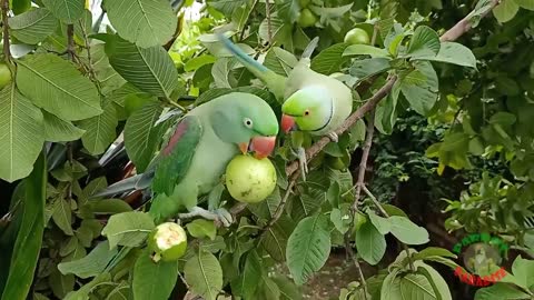 Indian Ringneck Parrot Talking and Eating Guava on Tree_p3