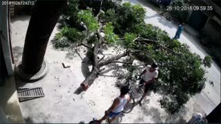 Spontaneous Tree Branch Collapse