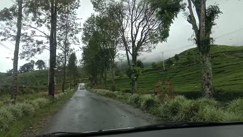 Kebun Teh Alahan Panjang | Kabupaten Solok | Sumatera Barat