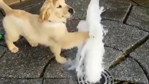 My Dogs Drinking Water From A Fountain | CreativeAnimals