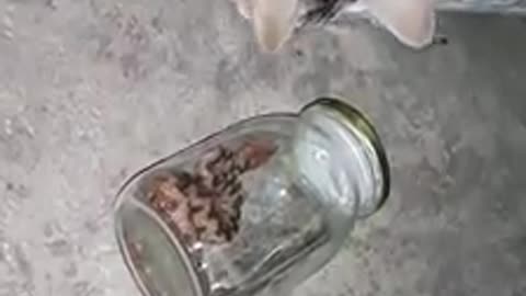 Cat cautious with the snake and when in the jar