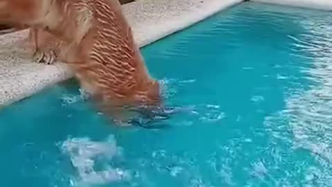 funny animals #animals #dogs #dogsoftiktok #dogswimming