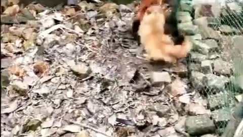 Funny Chicken vs Dog!