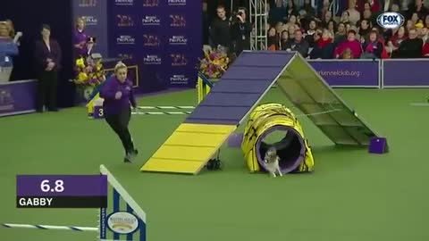 dog agility competition