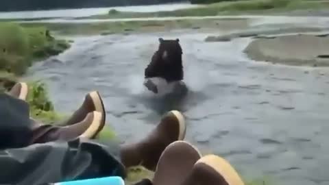 Brown bear encounter in Alaska 🐻