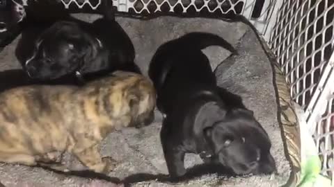 Rescued pibble puppies