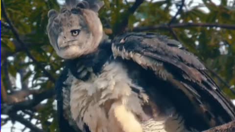 Harpy Eagle || weird animals || trivia