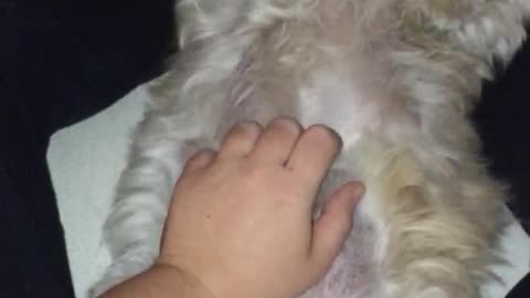 White dog getting belly rub and laying down