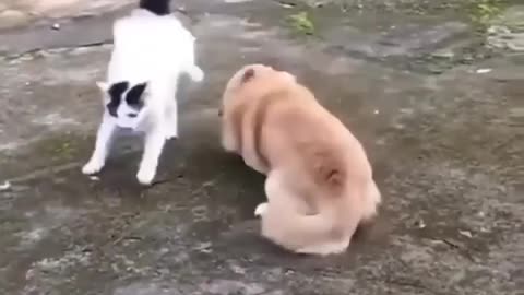 Cat vs dog fight