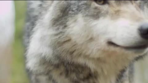 Beautiful wolf wandering in the forest