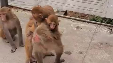 Funny animals Lovely Monkeys 4