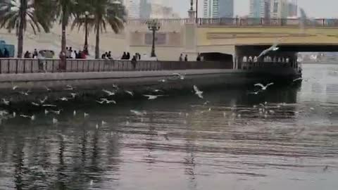 Seagulls in Sharjah