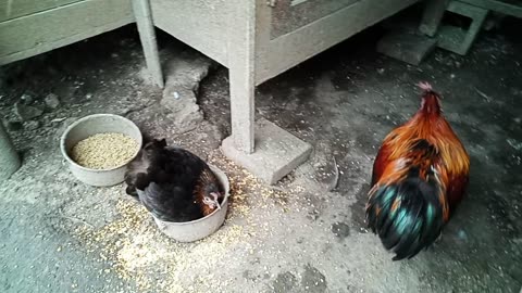 Chicken dust bathing in the grain