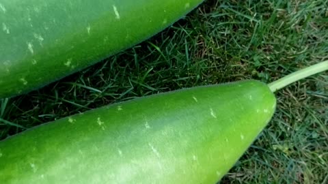 All Bottle Gourd Harvest in 2022 #1 #canada