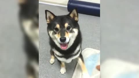 Black Shiba Inu circling and high-five to the owner, so fancy