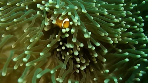 Caught a clownfish playing in the reef while scuba diving