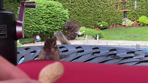 Helping Chipmunk Fill Her Cheeks