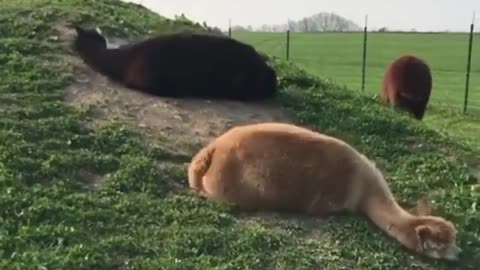 Alpaca dirt rolling