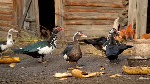 Ducks and chicken feeding at the farm