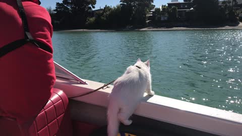 Cat at sea. Ah Hoy!