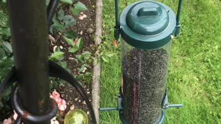 An iPhone 7 on top of a bird feeder