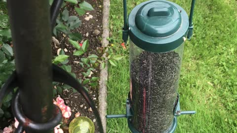 An iPhone 7 on top of a bird feeder