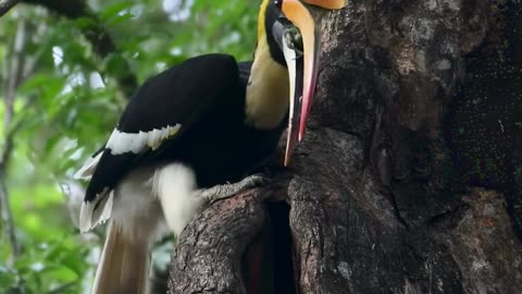 Watch as a great hornbill brings three birds to feed its mate