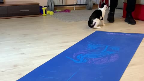 Kitty Interrupts Owners Work Out