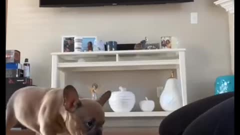 Funny Crazy French Bulldog Puppy