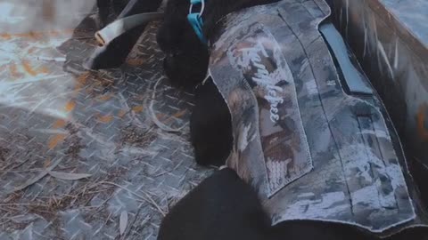 Doggy Gets Caught Sleeping in the Duck Blind