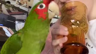 Girl and Parrot Play by Yelling into Glass