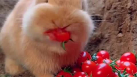 Cute rabbit eating tomatoe