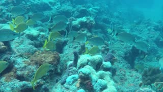 Scuba Diving Sidwana Bay, South Africa, 2017