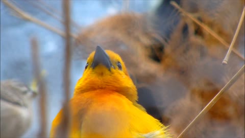 This Bird name is Taveta weaver.