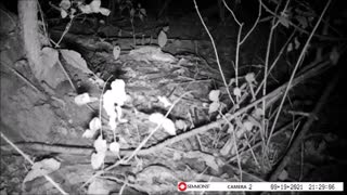 Backyard Trail Cam - Mouse