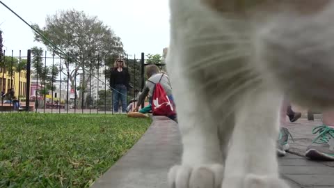 CATS PARK OF MIRAFLORES IN LIMA, PERU - MONEK MAYHEM IN PERU