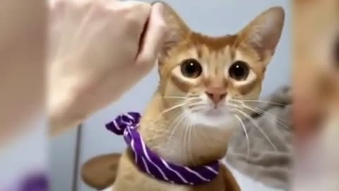 Cute cat funny video 😍😺😂