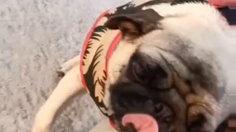 Pug dog new video