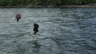 Bald Eagles Being Fed Frozen Bait Fish